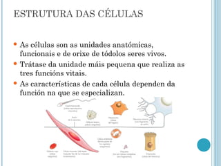 ESTRUTURA DAS CÉLULAS
 As células son as unidades anatómicas,
funcionais e de orixe de tódolos seres vivos.
 Trátase da unidade máis pequena que realiza as
tres funcións vitais.
 As características de cada célula dependen da
función na que se especializan.
 