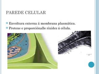 PAREDE CELULAR
 Envoltura externa á membrana plasmática.
 Protexe e proporciónalle rixidez á célula.
 