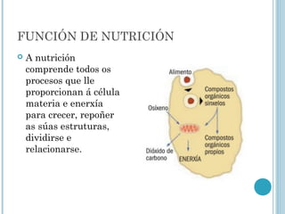 FUNCIÓN DE NUTRICIÓN
 A nutrición
comprende todos os
procesos que lle
proporcionan á célula
materia e enerxía
para crecer, repoñer
as súas estruturas,
dividirse e
relacionarse.
 