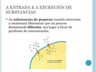 A ENTRADA E A EXCRECIÓN DE
SUBSTANCIAS
 As substancias de pequeno tamaño atravesan
a membrana libremente por un proceso
denominado difusión, ten lugar a favor do
gradiente de concentración.
 