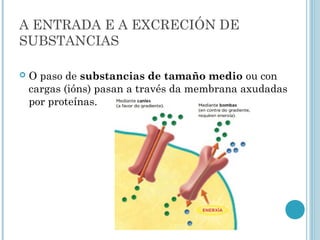 A ENTRADA E A EXCRECIÓN DE
SUBSTANCIAS
 O paso de substancias de tamaño medio ou con
cargas (ións) pasan a través da membrana axudadas
por proteínas.
 