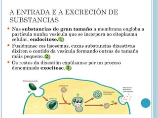 A ENTRADA E A EXCRECIÓN DE
SUBSTANCIAS
 Nas substancias de gran tamaño a membrana engloba a
partícula nunha vesícula que se incorpora ao citoplasma
celular, endocitose. 1
 Fusiónanse cos lisosomas, cuxas substancias dixestivas
dixiren o contido da vesícula formando outras de tamaño
máis pequeno. 2
 Os restos da dixestión expúlsanse por un proceso
denominado exocitose. 3
 