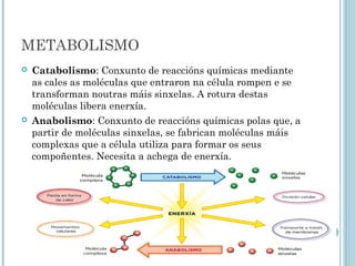 METABOLISMO
 Catabolismo: Conxunto de reaccións químicas mediante
as cales as moléculas que entraron na célula rompen e se
transforman noutras máis sinxelas. A rotura destas
moléculas libera enerxía.
 Anabolismo: Conxunto de reaccións químicas polas que, a
partir de moléculas sinxelas, se fabrican moléculas máis
complexas que a célula utiliza para formar os seus
compoñentes. Necesita a achega de enerxía.
 