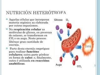 NUTRICIÓN HETERÓTROFA
 Aquelas células que incorporan
materia orgánica xa elaborada
por outros organismos.
 Na respiración celular as
moléculas de glicosa, en presenza
de osíxeno, se transforman en
CO2 e en auga. Neste proceso
libérase gran cantidade de
enerxía.
 Parte desta enerxía emprégase
para realizar funcións
celulares; outra parte pérdese
en forma de calor; e, finalmente,
outra é utilizada en reaccións
anabólicas.
Glicosa O2
Auga
CO2
 