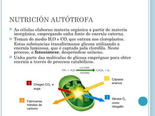 NUTRICIÓN AUTÓTROFA
 As células elaboran materia orgánica a partir de materia
inorgánica, empregando unha fonte de enerxía externa.
 Toman do medio H2O e CO2 que entran nos cloroplastos.
Estas substancias transfórmanse glicosa utilizando a
enerxía luminosa, que é captada pola clorofila. Neste
proceso, a fotosíntese, despréndese osíxeno.
 Unha parte das moléculas de glicosa emprégase para obter
enerxía a través de procesos catabólicos.
Chegan CO2 e
auga
Xérase O2
como
refugallo
Cáptase
enerxía
Fabrícanse
hidratos de
carbono
 