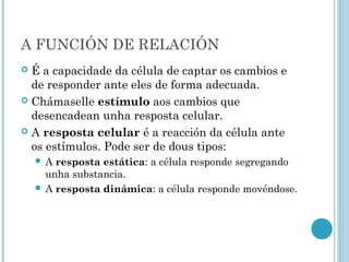 A FUNCIÓN DE RELACIÓN
 É a capacidade da célula de captar os cambios e
de responder ante eles de forma adecuada.
 Chámaselle estímulo aos cambios que
desencadean unha resposta celular.
 A resposta celular é a reacción da célula ante
os estímulos. Pode ser de dous tipos:
 A resposta estática: a célula responde segregando
unha substancia.
 A resposta dinámica: a célula responde movéndose.
 