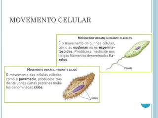 MOVEMENTO CELULAR
 
