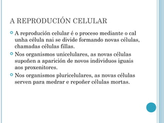A REPRODUCIÓN CELULAR
 A reprodución celular é o proceso mediante o cal
unha célula nai se divide formando novas células,
chamadas células fillas.
 Nos organismos unicelulares, as novas células
supoñen a aparición de novos individuos iguais
aos proxenitores.
 Nos organismos pluricelulares, as novas células
serven para medrar e repoñer células mortas.
 