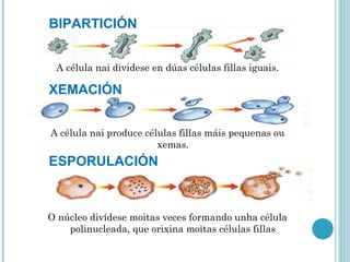 A célula nai dividese en dúas células fillas iguais.
A célula nai produce células fillas máis pequenas ou
xemas.
O núcleo divídese moitas veces formando unha célula
polinucleada, que orixina moitas células fillas
BIPARTICIÓN
XEMACIÓN
ESPORULACIÓN
 