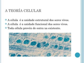 A TEORÍA CELULAR
 A célula é a unidade estrutural dos seres vivos.
 A célula é a unidade funcional dos seres vivos.
 Toda célula provén de outra xa existente.
 