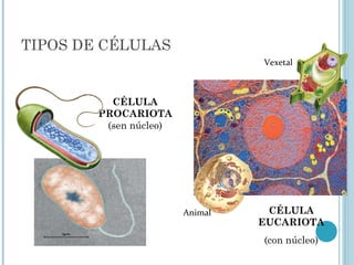 TIPOS DE CÉLULAS
CÉLULA
PROCARIOTA
(sen núcleo)
CÉLULA
EUCARIOTA
(con núcleo)
Vexetal
Animal
 