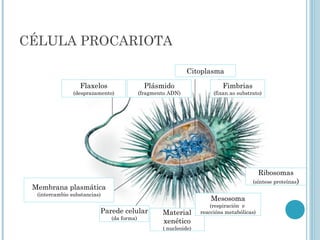 CÉLULA PROCARIOTA
Parede celular
(da forma)
Material
xenético
( nucleoide)
Fimbrias
(fixan ao substrato)
Ribosomas
(síntese proteínas)
Flaxelos
(desprazamento)
Membrana plasmática
(intercambio substancias)
Mesosoma
(respiración e
reaccións metabólicas)
Plásmido
(fragmento ADN)
Citoplasma
 