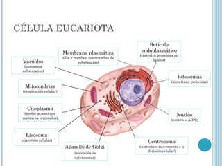 CÉLULA EUCARIOTA
Membrana plasmática
(illa e regula o intercambio de
substancias)
Núcleo
(contén o ADN)
Citoplasma
(medio acuoso que
contén os orgánulos)
Retículo
endoplasmático
(síntetiza proteínas ou
lípidos)
Centrosoma
(controla o movemento e a
división celular)
Aparello de Golgi
(secreción de
substancias)
Ribosomas
(sintetizan proteínas)
Mitocondrias
(respiración celular)
Lisosoma
(dixestión celular)
Vacúolos
(almacena
substancias)
 