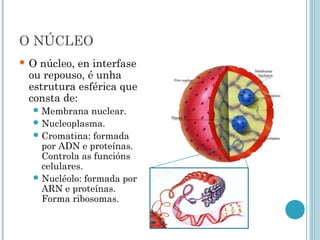 O NÚCLEO
 O núcleo, en interfase
ou repouso, é unha
estrutura esférica que
consta de:
 Membrana nuclear.
 Nucleoplasma.
 Cromatina: formada
por ADN e proteínas.
Controla as funcións
celulares.
 Nucléolo: formada por
ARN e proteínas.
Forma ribosomas.
 