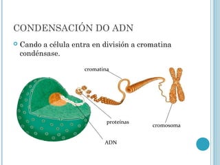 CONDENSACIÓN DO ADN
 Cando a célula entra en división a cromatina
condénsase.
cromosoma
cromatina
proteínas
ADN
 