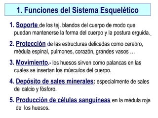 1. Funciones del Sistema Esquelético
1. Soporte de los tej. blandos del cuerpo de modo que
puedan mantenerse la forma del cuerpo y la postura erguida.
2. Protección de las estructuras delicadas como cerebro,
médula espinal, pulmones, corazón, grandes vasos …
3. Movimiento.- los huesos sirven como palancas en las
cuales se insertan los músculos del cuerpo.
4. Depósito de sales minerales: especialmente de sales
de calcio y fósforo.
5. Producción de células sanguíneas en la médula roja
de los huesos.
 