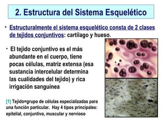 2. Estructura del Sistema Esquelético
• Estructuralmente el sistema esquelético consta de 2 clases
de tejidos conjuntivos: cartílago y hueso.
[1] Tejido=grupo de células especializadas para
una función particular. Hay 4 tipos principales:
epitelial, conjuntivo, muscular y nervioso
• El tejido conjuntivo es el más
abundante en el cuerpo, tiene
pocas células, matriz extensa (esa
sustancia intercelular determina
las cualidades del tejido) y rica
irrigación sanguínea
 