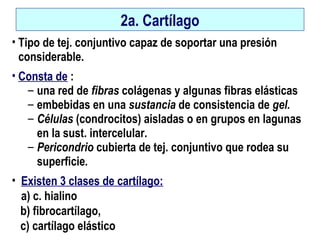 2a. Cartílago
• Tipo de tej. conjuntivo capaz de soportar una presión
considerable.
• Consta de :
– una red de fibras colágenas y algunas fibras elásticas
– embebidas en una sustancia de consistencia de gel.
– Células (condrocitos) aisladas o en grupos en lagunas
en la sust. intercelular.
– Pericondrio cubierta de tej. conjuntivo que rodea su
superficie.
• Existen 3 clases de cartílago:
a) c. hialino
b) fibrocartílago,
c) cartílago elástico
 