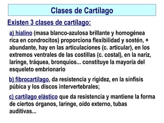Clases de Cartílago
Existen 3 clases de cartílago:
a) hialino (masa blanco-azulosa brillante y homogénea
rica en condrocitos) proporciona flexibilidad y sostén, +
abundante, hay en las articulaciones (c. articular), en los
extremos ventrales de las costillas (c. costal), en la nariz,
laringe, tráquea, bronquios... constituye la mayoría del
esqueleto embrionario
b) fibrocartílago, da resistencia y rigidez, en la sínfisis
púbica y los discos intervertebrales;
c) cartílago elástico que da resistencia y mantiene la forma
de ciertos órganos, laringe, oído externo, tubas
auditivas...
 