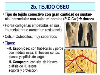 2b. TEJIDO ÓSEO
• Tipo de tejido conectivo con gran cantidad de sustan-
cia intercelular con sales minerales (P-C-Ca++
)dureza
• Fibras colágenas embebidas en sust.
intercelular que aumentan resistencia
• Céls.= Osteocitos, muy separados
• Tipos:
–H. Esponjoso: con trabéculas y poros
con médula ósea. En huesos cortos,
planos y epífisis de largos.
–H. Compacto: con sist. de Havers En
diáfisis de H. largos. Gran
soporte y protección.
 