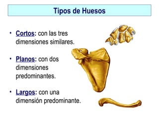 Tipos de Huesos
• Cortos: con las tres
dimensiones similares.
• Planos: con dos
dimensiones
predominantes.
• Largos: con una
dimensión predominante.
 