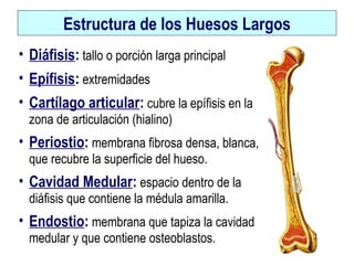 Estructura de los Huesos Largos
• Diáfisis: tallo o porción larga principal
• Epífisis: extremidades
• Cartílago articular: cubre la epífisis en la
zona de articulación (hialino)
• Periostio: membrana fibrosa densa, blanca,
que recubre la superficie del hueso.
• Cavidad Medular: espacio dentro de la
diáfisis que contiene la médula amarilla.
• Endostio: membrana que tapiza la cavidad
medular y que contiene osteoblastos.
 