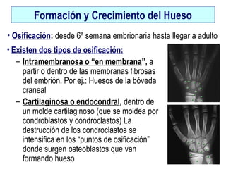 Formación y Crecimiento del Hueso
• Existen dos tipos de osificación:
– Intramembranosa o “en membrana”, a
partir o dentro de las membranas fibrosas
del embrión. Por ej.: Huesos de la bóveda
craneal
– Cartilaginosa o endocondral, dentro de
un molde cartilaginoso (que se moldea por
condroblastos y condroclastos) La
destrucción de los condroclastos se
intensifica en los “puntos de osificación”
donde surgen osteoblastos que van
formando hueso
• Osificación: desde 6ª semana embrionaria hasta llegar a adulto
 