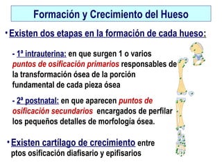 Formación y Crecimiento del Hueso
•Existen dos etapas en la formación de cada hueso:
- 1ª intrauterina: en que surgen 1 o varios
puntos de osificación primarios responsables de
la transformación ósea de la porción
fundamental de cada pieza ósea
- 2ª postnatal: en que aparecen puntos de
osificación secundarios encargados de perfilar
los pequeños detalles de morfología ósea.
•Existen cartílago de crecimiento entre
ptos osificación diafisario y epifisarios
 