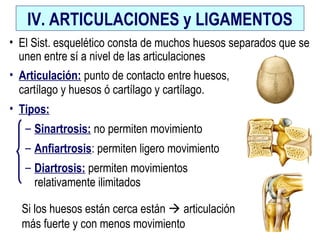 IV. ARTICULACIONES y LIGAMENTOS
• Articulación: punto de contacto entre huesos,
cartílago y huesos ó cartílago y cartílago.
• Tipos:
– Sinartrosis: no permiten movimiento
– Anfiartrosis: permiten ligero movimiento
– Diartrosis: permiten movimientos
relativamente ilimitados
• El Sist. esquelético consta de muchos huesos separados que se
unen entre sí a nivel de las articulaciones
Si los huesos están cerca están  articulación
más fuerte y con menos movimiento
 