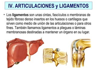 IV. ARTICULACIONES y LIGAMENTOS
• Los ligamentos son unas cintas, fascículos o membranas de
tejido fibroso denso insertos en los huesos o cartílagos que
sirven como medio de unión de las articulaciones o para otros
fines. También llamamos ligamentos a pliegues o láminas
membranosas destinadas a mantener un órgano en su lugar.
 