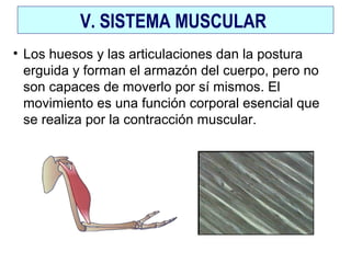 V. SISTEMA MUSCULAR
• Los huesos y las articulaciones dan la postura
erguida y forman el armazón del cuerpo, pero no
son capaces de moverlo por sí mismos. El
movimiento es una función corporal esencial que
se realiza por la contracción muscular.
 