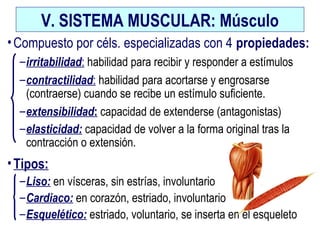 V. SISTEMA MUSCULAR: Músculo
•Compuesto por céls. especializadas con 4 propiedades:
–irritabilidad: habilidad para recibir y responder a estímulos
–contractilidad: habilidad para acortarse y engrosarse
(contraerse) cuando se recibe un estímulo suficiente.
–extensibilidad: capacidad de extenderse (antagonistas)
–elasticidad: capacidad de volver a la forma original tras la
contracción o extensión.
•Tipos:
–Liso: en vísceras, sin estrías, involuntario
–Cardiaco: en corazón, estriado, involuntario
–Esquelético: estriado, voluntario, se inserta en el esqueleto
 