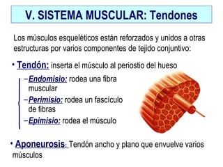 V. SISTEMA MUSCULAR: Tendones
–Endomisio: rodea una fibra
muscular
–Perimisio: rodea un fascículo
de fibras
–Epimisio: rodea el músculo
• Aponeurosis: Tendón ancho y plano que envuelve varios
músculos
• Tendón: inserta el músculo al periostio del hueso
Los músculos esqueléticos están reforzados y unidos a otras
estructuras por varios componentes de tejido conjuntivo:
 