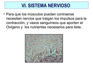 VI. SISTEMA NERVIOSO
• Para que los músculos puedan contraerse
necesitan nervios que traigan los impulsos para la
contracción, y vasos sanguíneos que aporten el
Oxígeno y los nutrientes necesarios para ésta.
 
