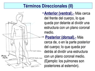 Términos Direccionales (II)Términos Direccionales (II)
•Anterior (ventral).- Más cerca
del frente del cuerpo, lo que
queda por delante al dividir una
estructura con un plano coronal
medio.
• Posterior (dorsal).- Más
cerca de, o en la parte posterior
del cuerpo; lo que queda por
detrás al dividir una estructura
con un plano coronal medio.
(Ejemplo: los pulmones son
posteriores al esternón).
P
 