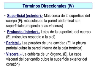 Términos Direccionales (IV)Términos Direccionales (IV)
• Superficial (exterior).- Más cerca de la superficie del
cuerpo (Ej. músculos de la pared abdominal son
superficiales respecto a las vísceras)
• Profundo (interior).- Lejos de la superficie del cuerpo
(Ej. músculos respecto a la piel)
• Parietal.- Las paredes de una cavidad (Ej. la pleura
parietal cubre la pared interna de la caja torácica)
• Visceral.- La cubierta de un órgano. (Ej. La capa
visceral del pericardio cubre la superficie exterior del
corazón)
 