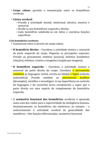12
        Corpo caloso: permite a comunicação entre os hemisférios
         cerebrais.

        Córtex cerebral:
           – Preside à actividade mental: intelectual, afectiva, emotiva e
             sensorial.
           – Divide-se nos hemisférios esquerdo e direito.
           – Cada hemisfério subdivide-se em lobos e coordena funções
             específicas.

   d) Os hemisférios cerebrais:
        Comunicam entre si através do corpo caloso.

         O hemisfério direito: - Coordena a actividade motora e sensorial
          da parte esquerda do corpo. Organiza as percepções espaciais.
          Preside ao pensamento sintético [associa], holístico [estabelece
          relações], artístico, criativo e imagístico [regido por imagens].

         O hemisfério esquerdo: - Coordena a actividade motora e
          sensorial da parte direita do corpo. Coordena o pensamento
          simbólico [a linguagem verbal, escrita ou falada] e lógico [cálculo,
          matemática]. Preside também ao pensamento analítico
          [decompõe], científico e tecnológico. A sua importância no controlo
          da linguagem e do raciocínio levou erradamente a supor que a
          parte direita era uma espécie de complemento do hemisfério
          esquerdo.

         A assimetria funcional dos hemisférios cerebrais é apontada
          como uma das razões para a superioridade da inteligência humana.
          Anatomicamente, os hemisférios são simétricos, no entanto – e
          contrariamente à actividade cerebral da generalidade dos
          mamíferos – têm funções diferenciadas: assimetria funcional.




Escola Secundária de Tondela
 