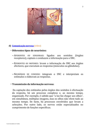 5




    d) Comunicação nervosa:(vídeo)

         Diferentes tipos de neurónios:
           – AFERENTES OU SENSORIAIS: ligados aos sentidos (órgãos
             receptores), captam e conduzem a informação para o SNC.

           – EFERENTES OU MOTORES: levam a informação do SNC aos órgãos
             efectores, que executam as respostas (músculos ou glândulas).


           – NEURÓNIOS DE CONEXÃO: integram o SNC e interpretam os
             estímulos e elaboram as respostas.


         Transmissão da informação nervosa:

            Da captação dos estímulos pelos órgãos dos sentidos à efectuação
           da resposta, há um processo complexo e, ao mesmo tempo,
           organizado. Por exemplo, é sabido que “a luz faz chegar aos olhos”,
           em simultâneo, múltiplas imagens, mas os olhos não vêem tudo ao
           mesmo tempo. De facto, há processos envolvidos que levam a
           selecções. Por outro lado, os nervos estão especializados no
           cumprimento de funções específicas.




Escola Secundária de Tondela
 