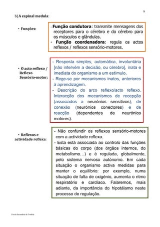 9
   b) A espinal medula:


        Funções:
                               -Função condutora: transmite mensagens dos
                                receptores para o cérebro e do cérebro para
                                os músculos e glândulas.
                               - Função coordenadora: regula os actos
                                reflexos / reflexos sensório-motores.


                                   - Resposta simples, automática, involuntária
        O acto reflexo /           [não intervém a decisão, ou cérebro], inata e
        Reflexo                     imediata do organismo a um estímulo.
        Sensório-motor:            - Rege-se por mecanismos inatos, anteriores
                                    à aprendizagem.
                                   - Descrição do arco reflexo/acto reflexo.
                                    Interacção dos mecanismos de recepção
                                    (associados a neurónios sensitivos), de
                                    conexão (neurónios conectores) e de
                                    reacção     (dependentes    de    neurónios
                                    motores).

                                   - Não confundir os reflexos sensório-motores
      Reflexos e
                                    com a actividade reflexa.
   actividade reflexa:
                                   - Esta está associada ao controlo das funções
                                    básicas do corpo (dos órgãos internos, do
                                    metabolismo…) e é regulada, globalmente,
                                    pelo sistema nervoso autónomo. Em cada
                                    situação o organismo activa medidas para
                                    manter o equilíbrio: por exemplo, numa
                                    situação de falta de oxigénio, aumenta o ritmo
                                    respiratório e cardíaco. Falaremos, mais
                                    adiante, da importância do hipotálamo neste
                                    processo de regulação.



Escola Secundária de Tondela
 