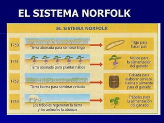 EL SISTEMA NORFOLK 