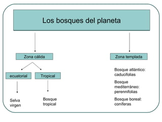Los bosques del planeta Zona cálida Zona templada ecuatorial Tropical Selva virgen Bosque tropical Bosque atlántico: caducifolias Bosque mediterráneo: perennifolias Bosque boreal: coníferas 