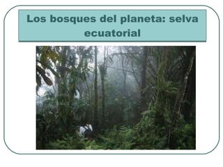 Los bosques del planeta: selva ecuatorial 