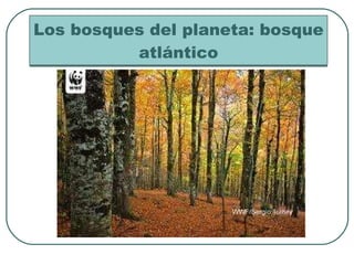 Los bosques del planeta: bosque atlántico 