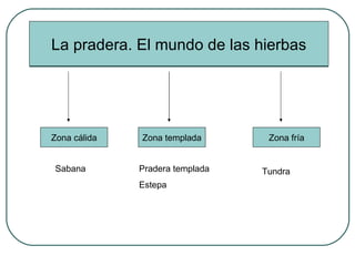 La pradera. El mundo de las hierbas Zona cálida Zona templada Zona fría Sabana Pradera templada Estepa Tundra 