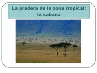 La pradera de la zona tropical: la sabana 