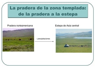 La pradera de la zona templada: de la pradera a la estepa Pradera norteamericana Estepa de Asia central - precipitaciones 
