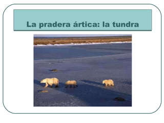 La pradera ártica: la tundra 