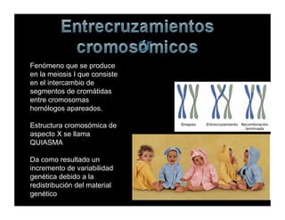 cr
Fenómeno que se produce
en la meiosis I que consiste
en el intercambio de
segmentos de cromátidas
entre cromosomas
homólogos apareados.
Estructura cromosómica de
aspecto X se llama
QUIASMA
Da como resultado un
incremento de variabilidad
genética debido a la
redistribución del material
genético
 