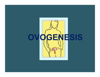 OVOGENESIS
 