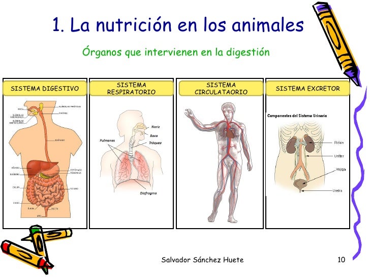 Tema1. La AlimentacióN En Los Animales